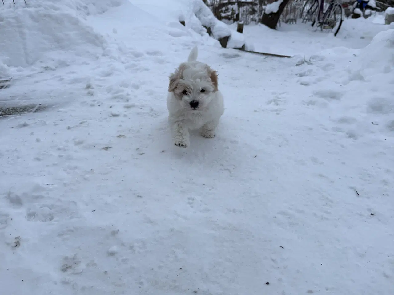 Billede 3 - Bomuldshunde hvalpe klar til salg i Januar.