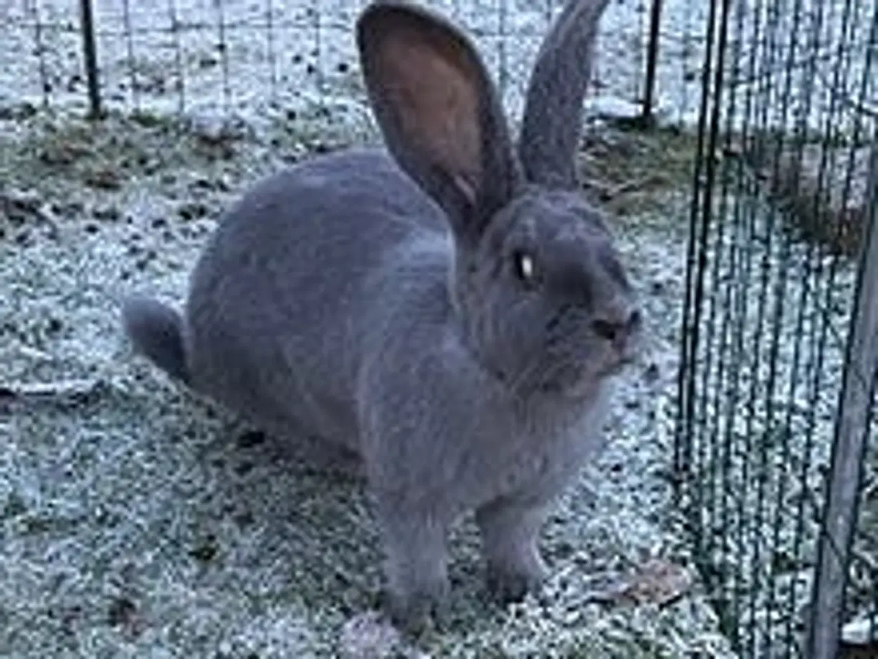 Billede 6 - Belgisk kæmpe/?