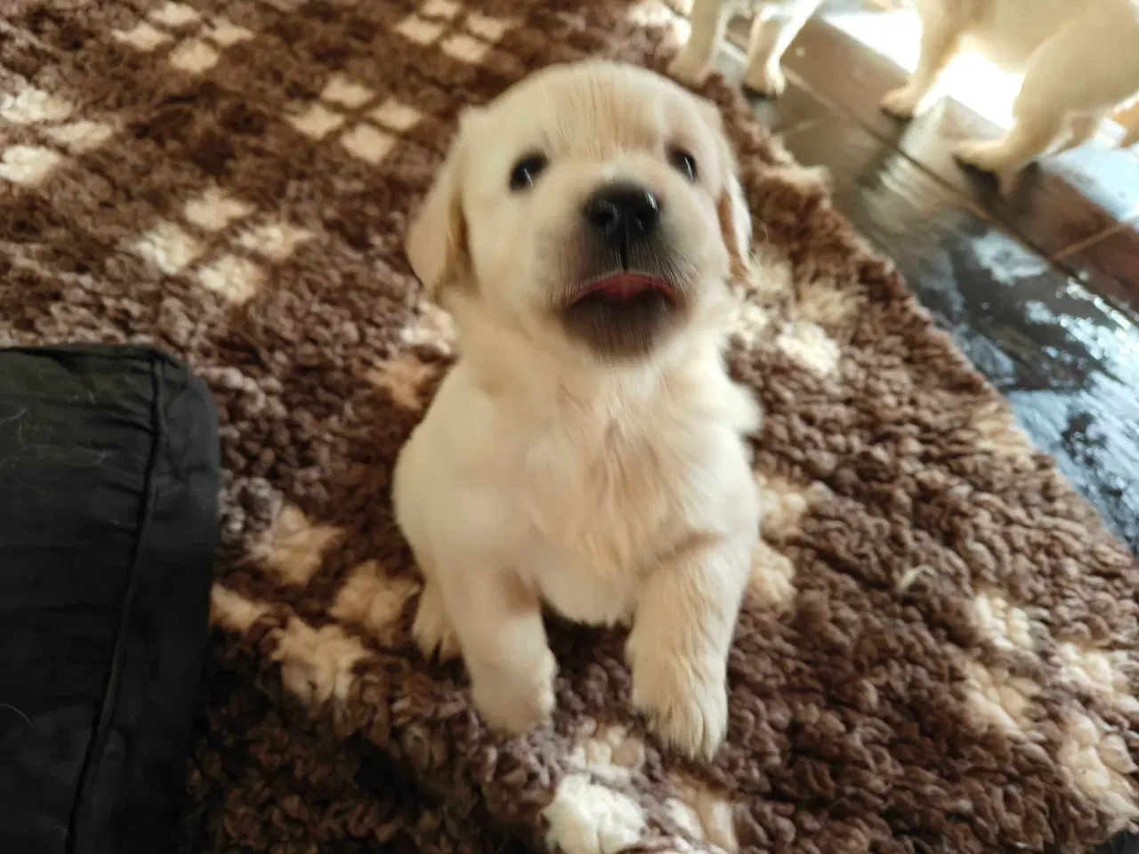 Billede 7 - Golden retriever han hvalpe 