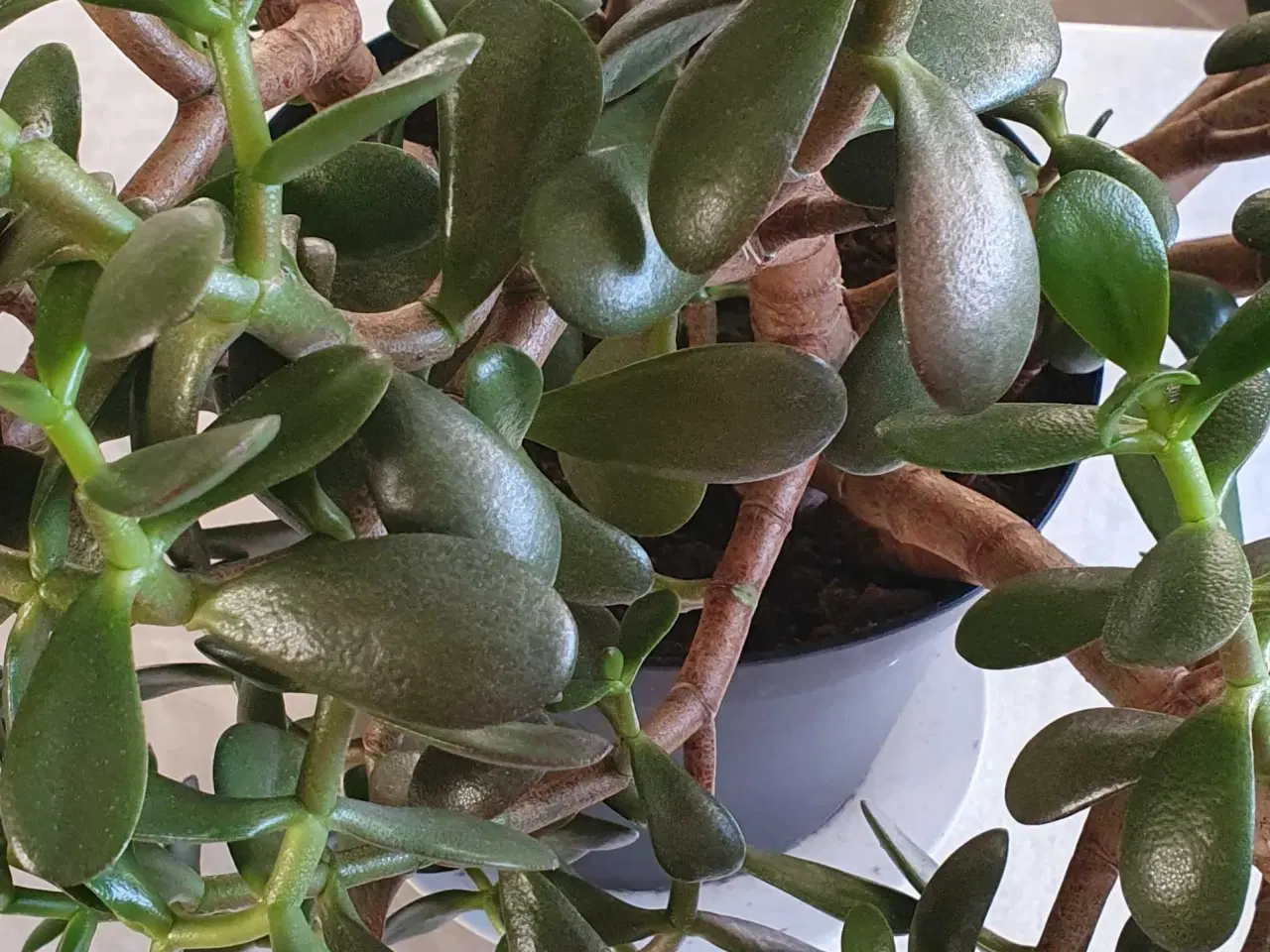 Billede 7 - Store grønne planter