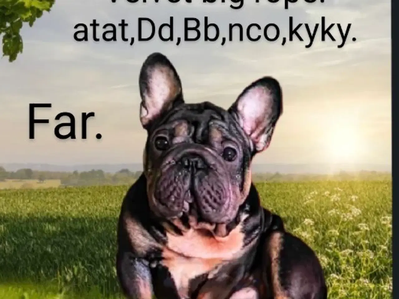 Billede 14 - Fransk bulldog hvalpe.