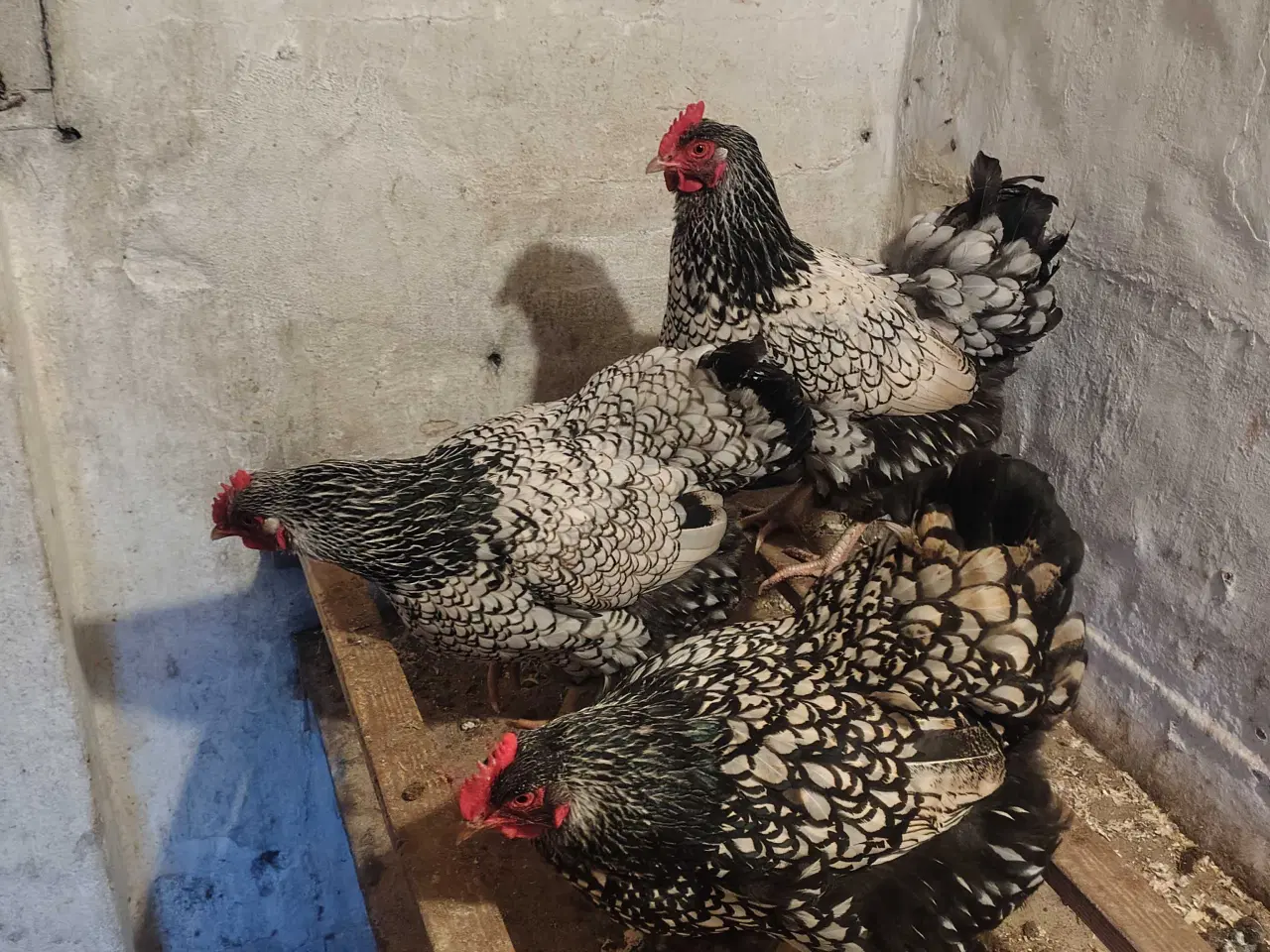 Billede 4 - Store høns