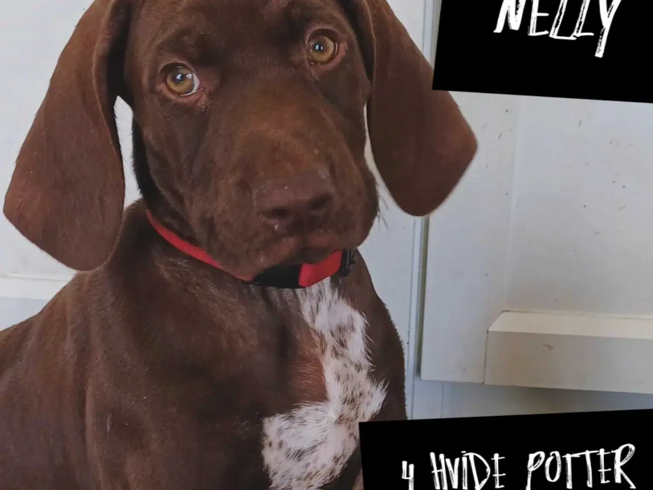 Billede 10 - Tysk korthhåret hønsehund