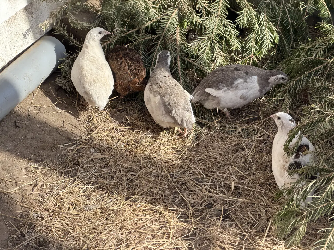 Billede 6 - Vagtel rugeæg 