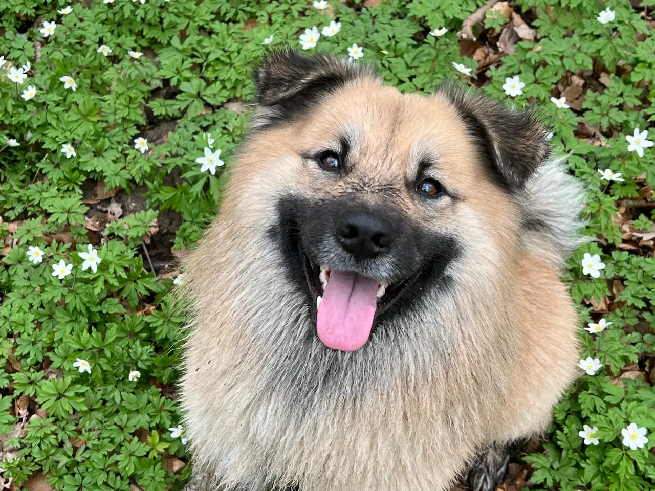 Billede 1 - Sød islandsk fårehund søger foreviget hjem