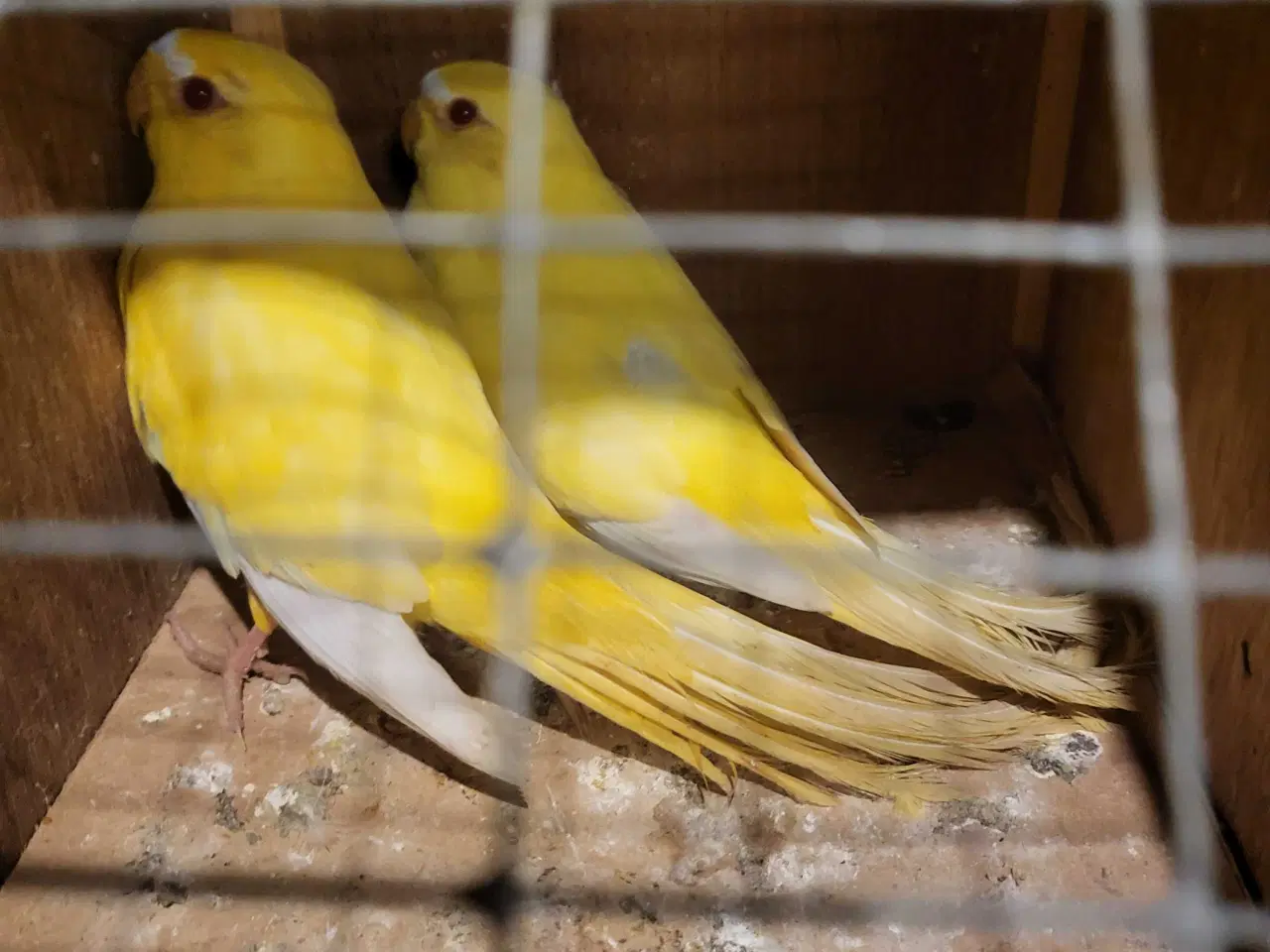 Billede 1 - Ellegant 