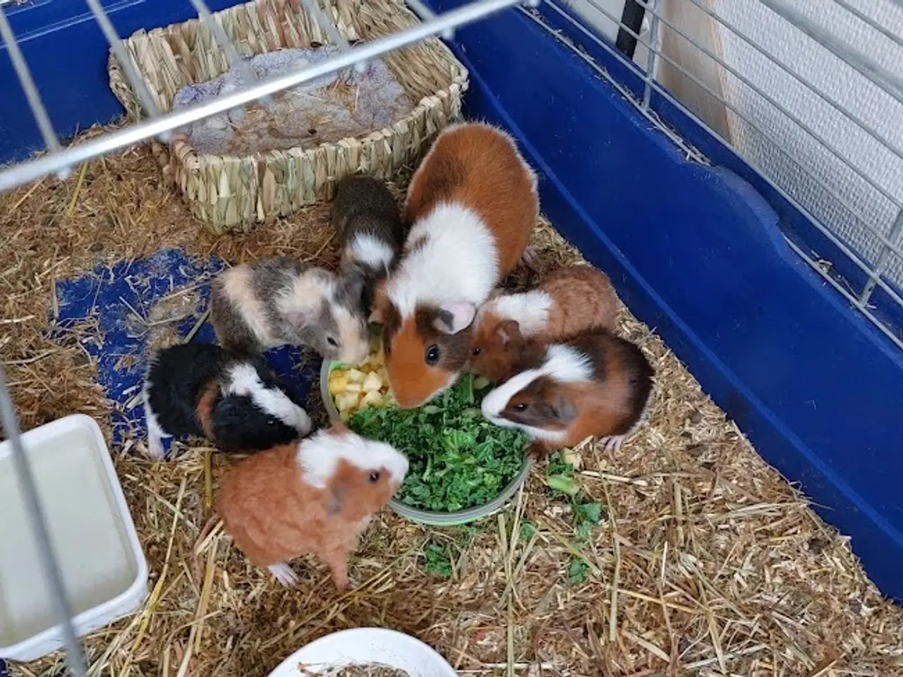 Billede 1 - Marsvin sælges