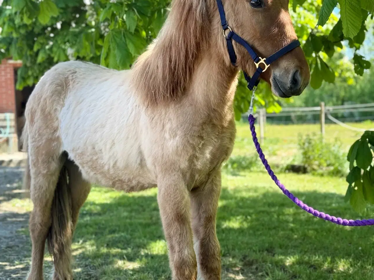 Billede 3 - Skønne Solfagur 