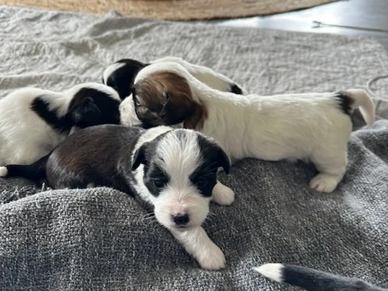 Billede 2 - Bichon Havanais-Jack Russel hvalpe