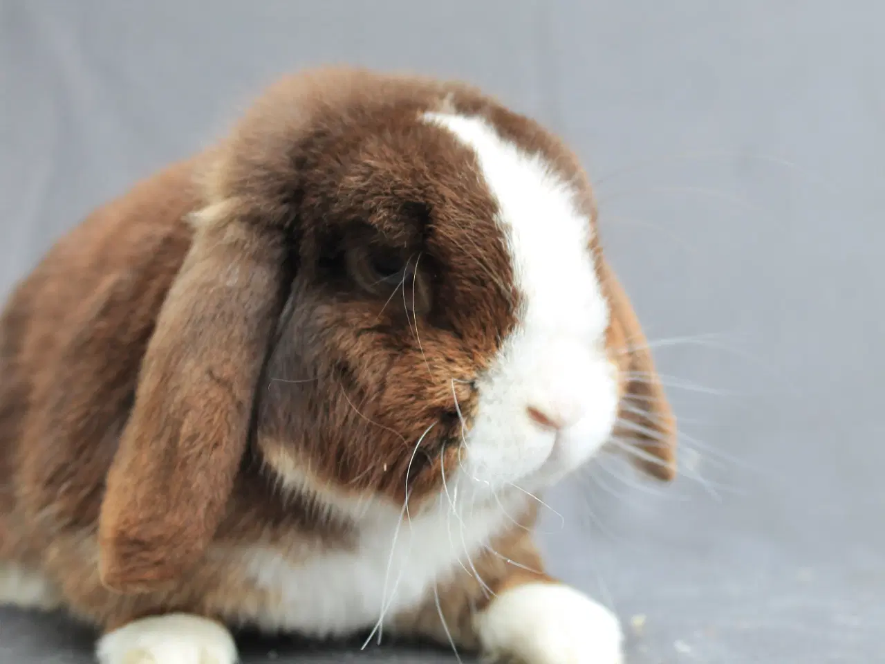 Billede 5 - Mini lop han