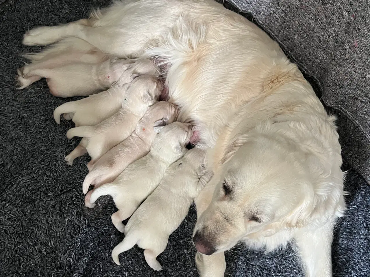 Billede 1 - Golden Retriever hvalpe