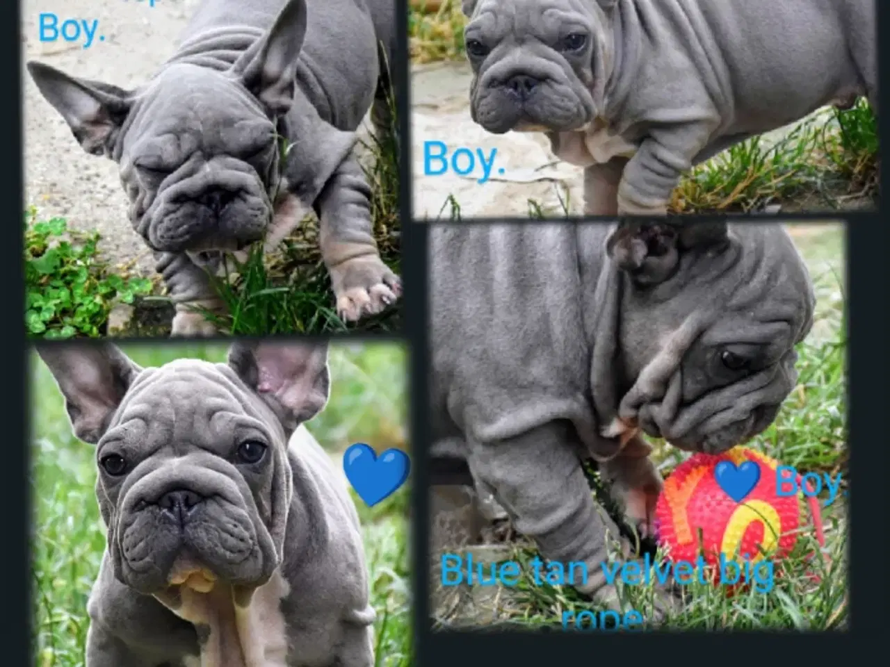 Billede 8 - Fransk bulldog 