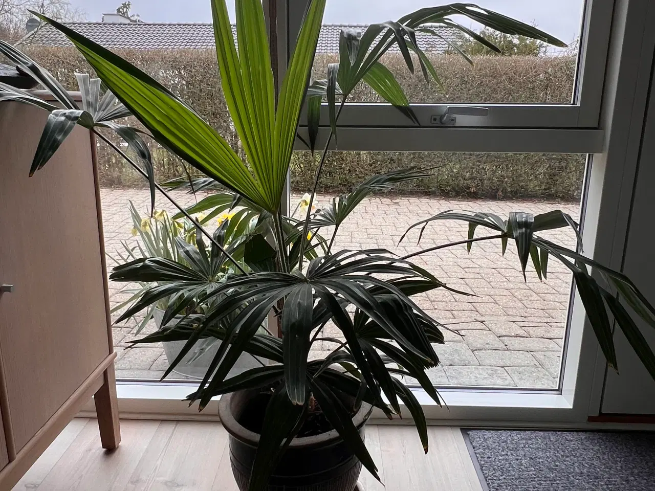 Billede 4 - Palmer Dansk produceret