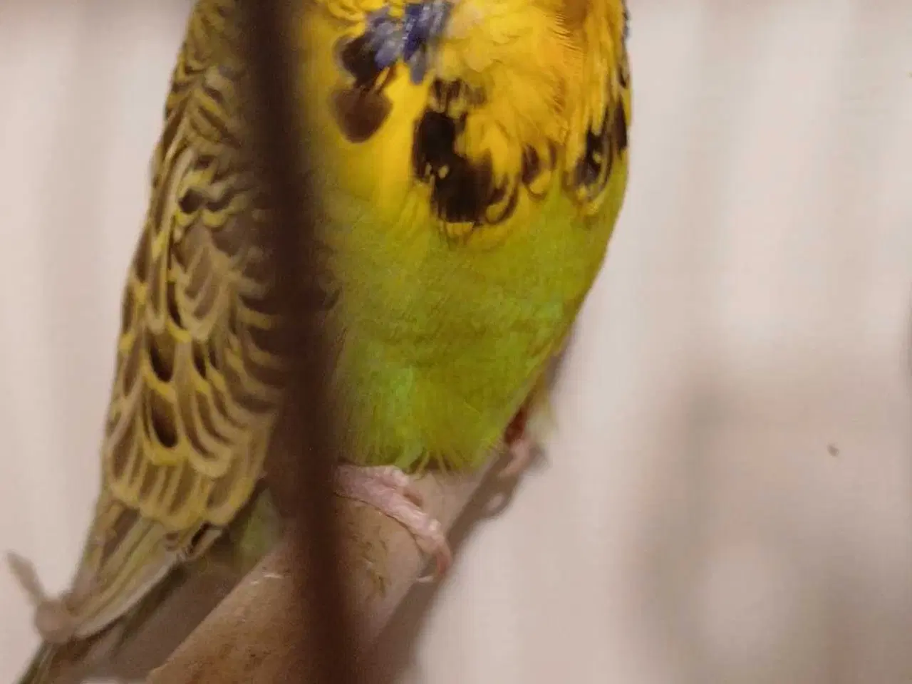 Billede 6 - Engelske undulater