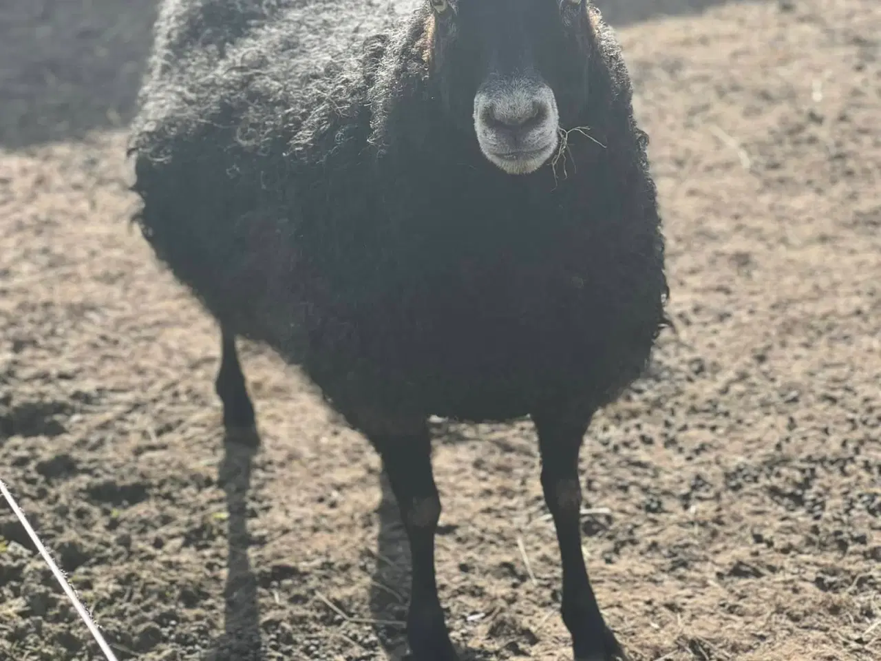 Billede 5 - Gotlænder - 2 får, 2 lam