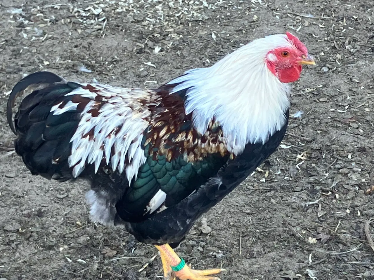 Billede 4 - Laksefarvet 