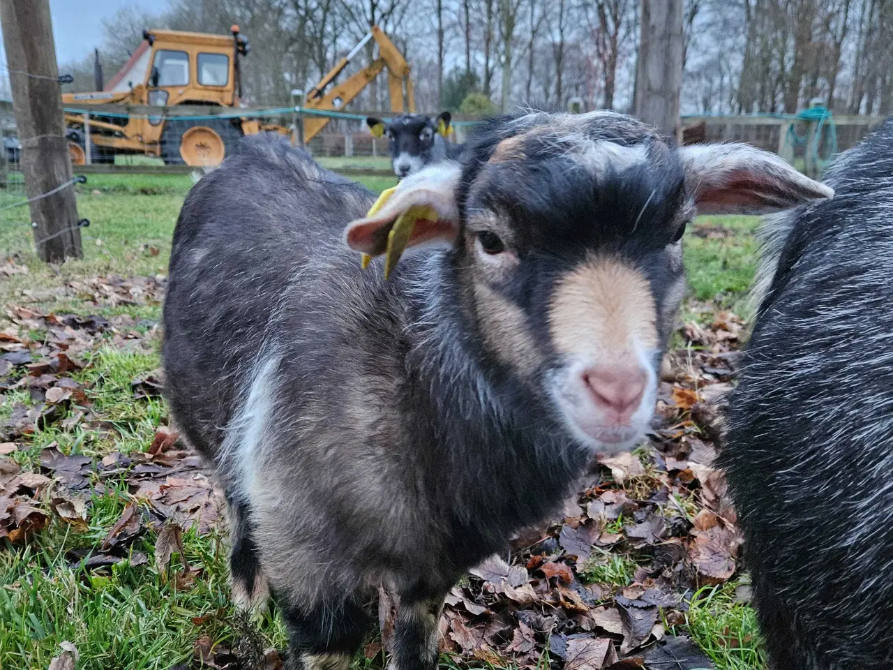 Billede 3 - Dværgged bukkekid