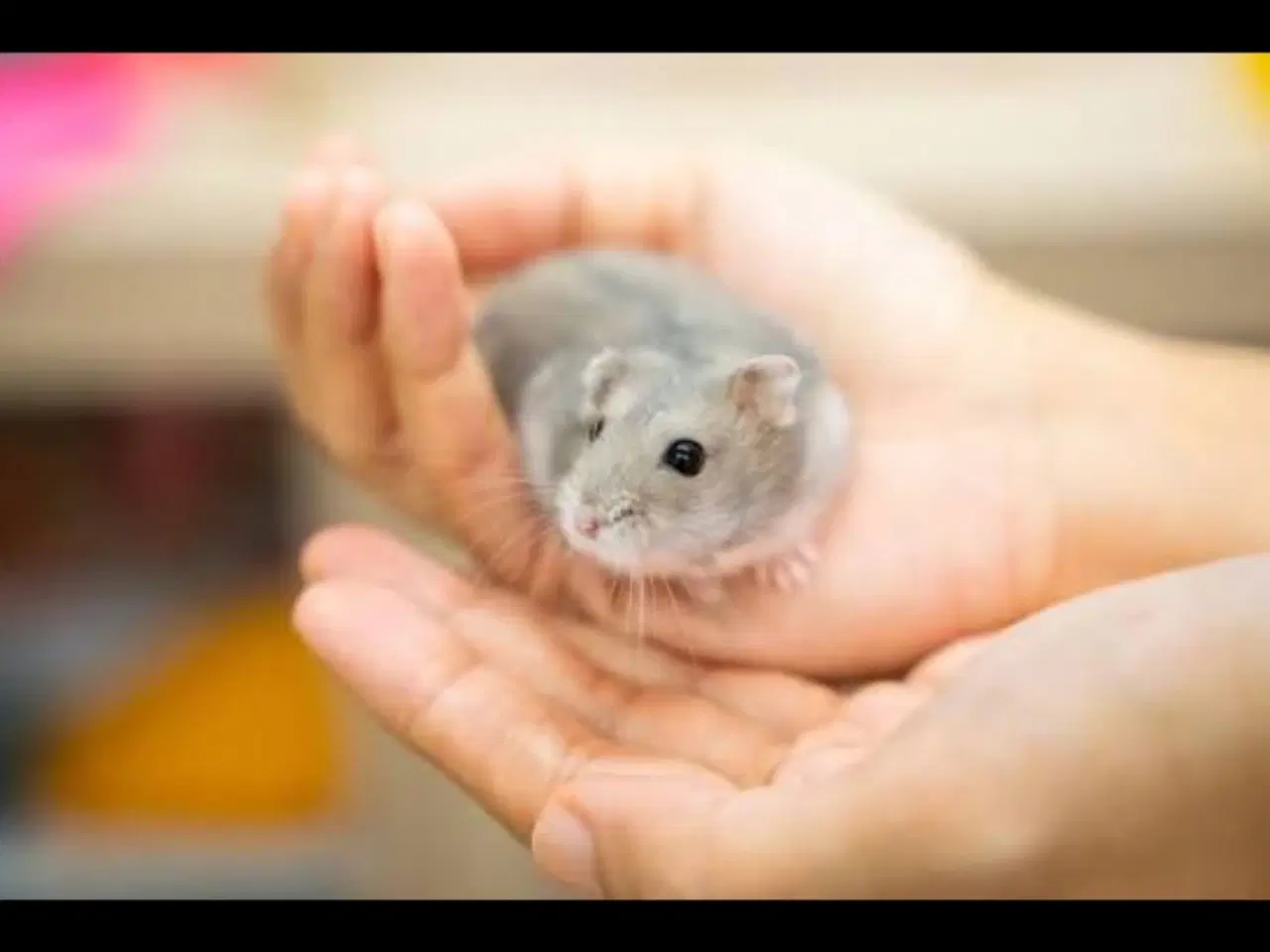 Billede 1 - Wanted: hamster 