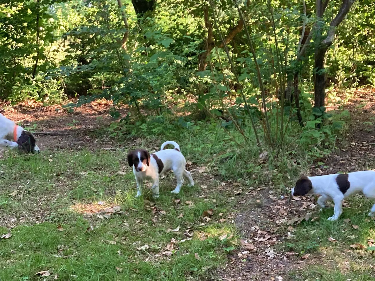 Billede 5 - Springer Spaniel 1 Han tilbage 