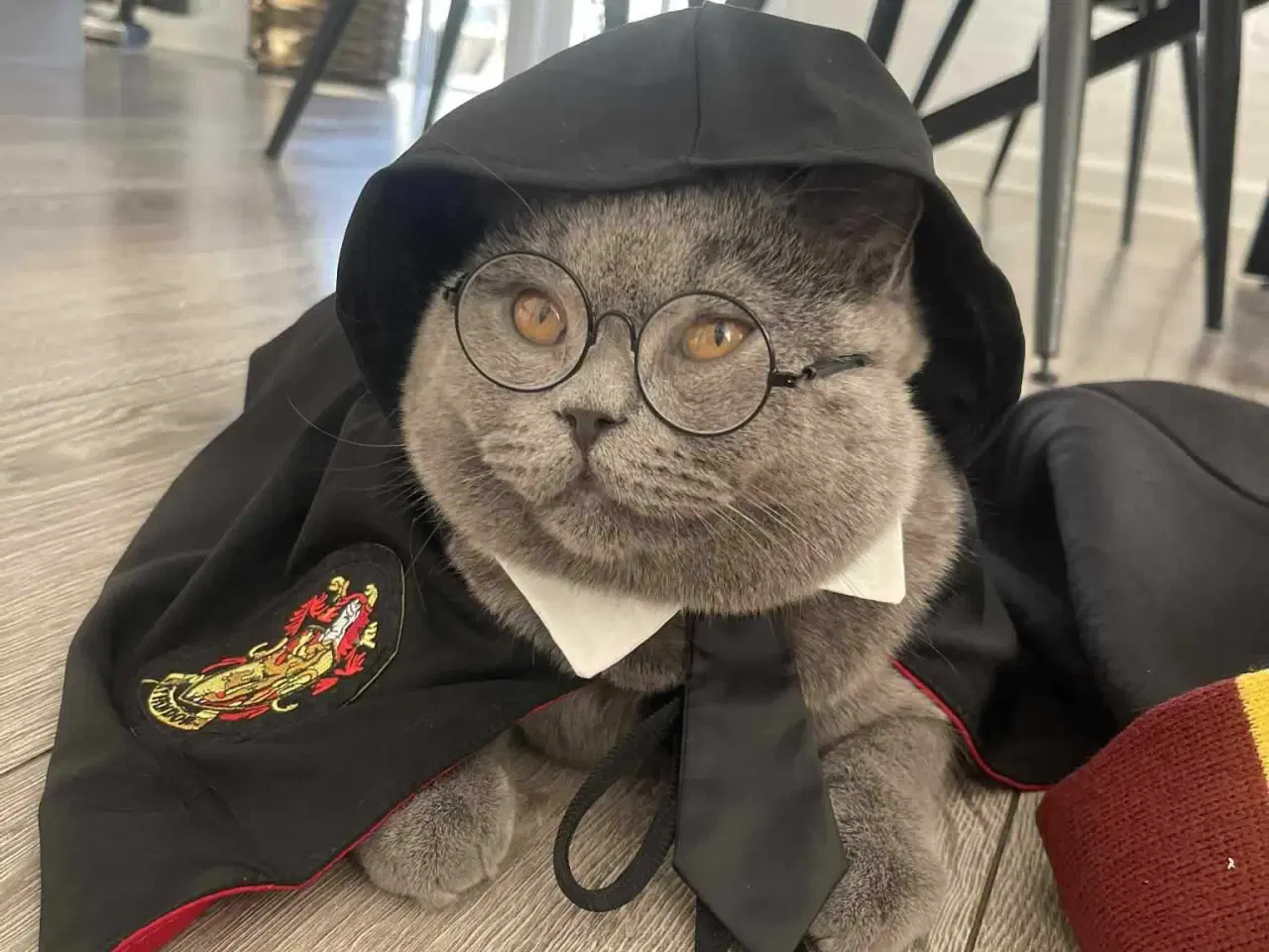 Billede 9 - British shorthair til salg katte