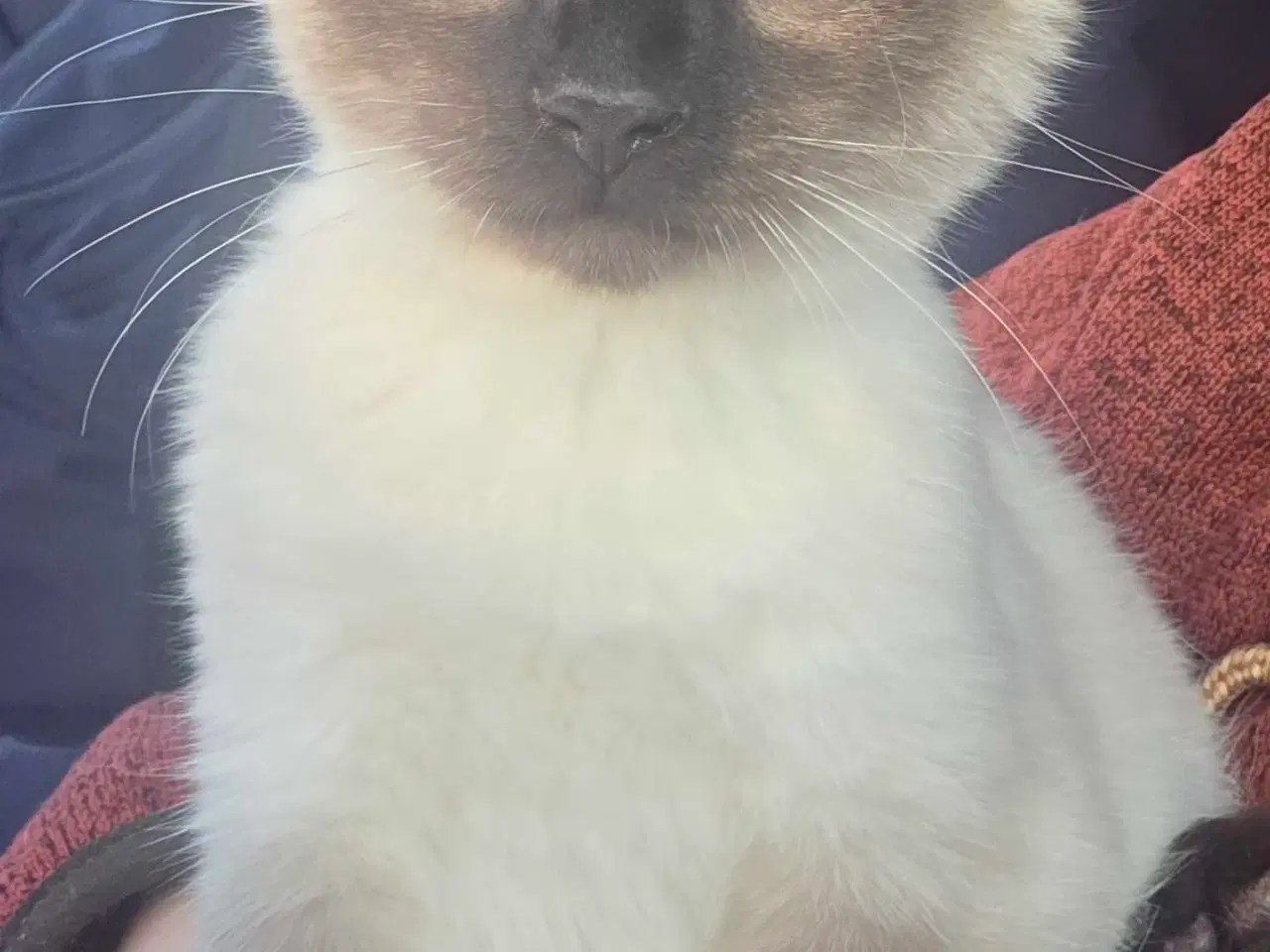 Billede 1 - Sødeste han killing