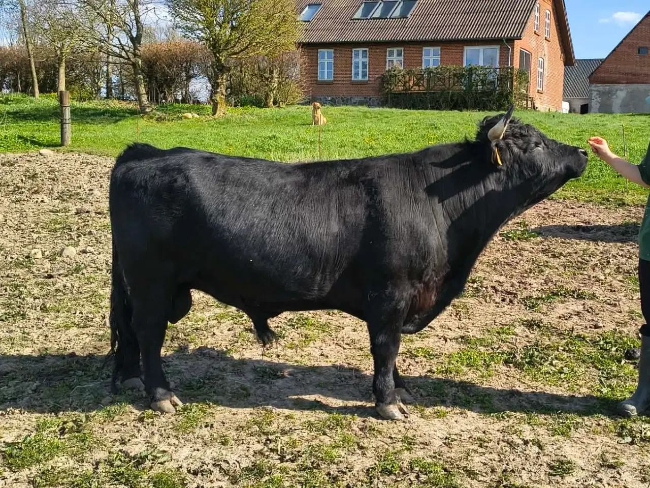 Billede 2 - Smukkeste Dexter tyr