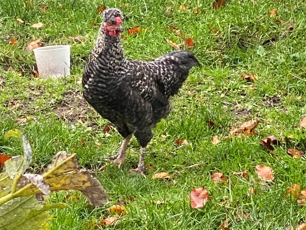 Billede 4 - Dværghøns 