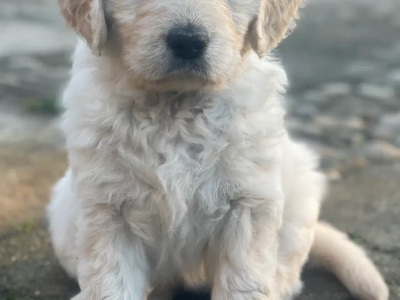 Billede 15 - Doodle - Goldendoodle-hvalpe