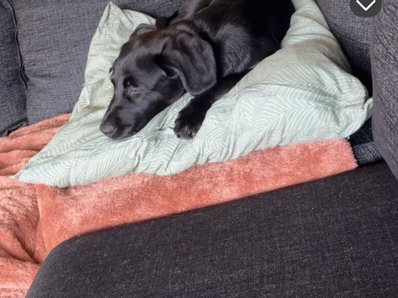 Billede 2 - Sort labrador tæve 