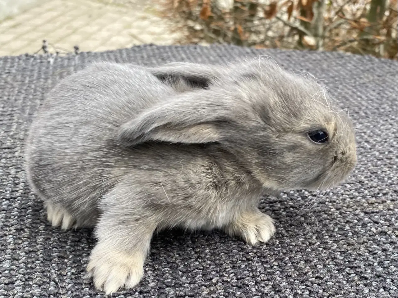 Billede 6 - FRANSK VÆDDER HAN VILDTBLÅ