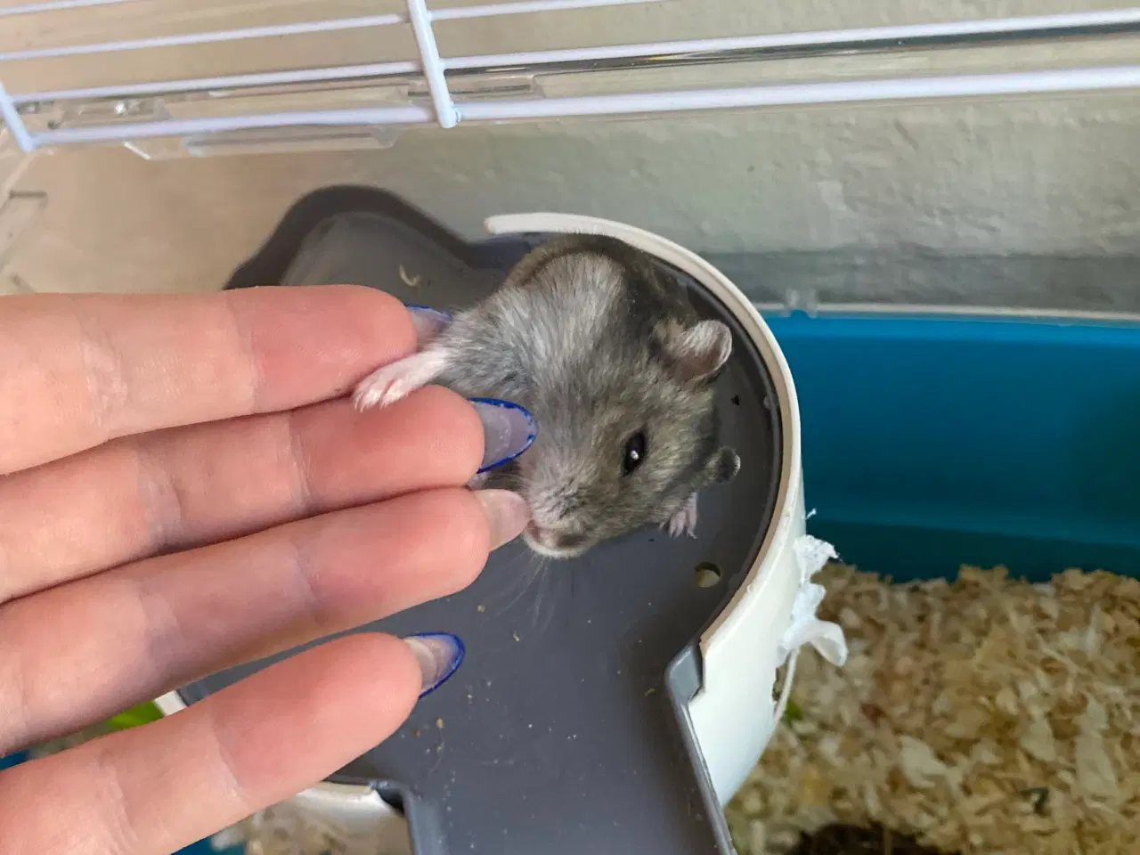 Billede 3 - Hamster + bur og diverse tilbehør sælges