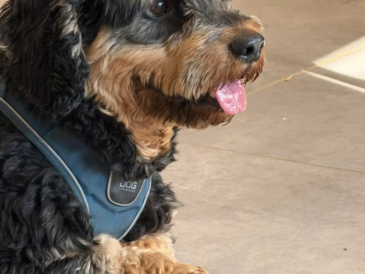 Billede 10 - 🐾 Søde Balder søger sit helt rette hjem 🐾