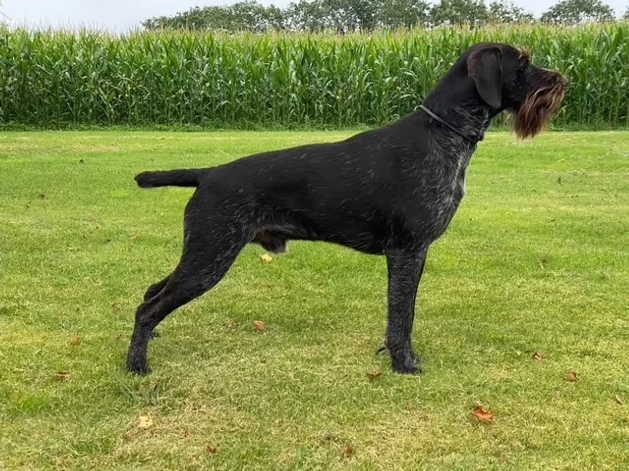 Billede 1 - Ruhåret hønsehunde hvalpe