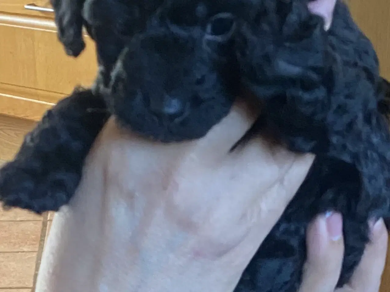 Billede 4 - Cavapoo det er en han. Sund og rask og kan lide at