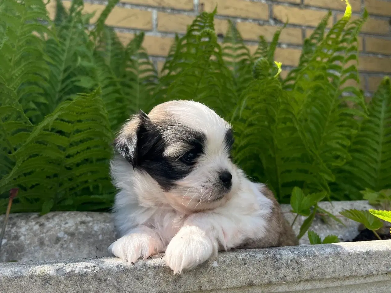 Billede 1 - Blandings hvalp - Lhasa apso & malteser
