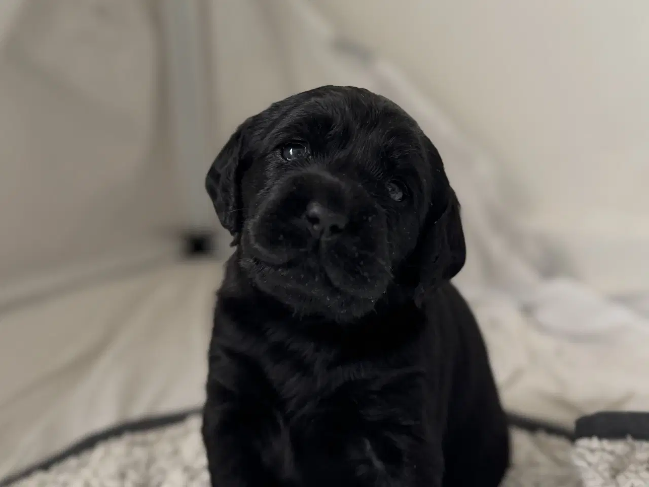 Billede 1 - Amerikanske Cockerdor hvalpe