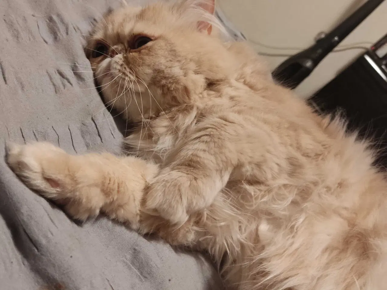 Billede 13 - Perser han kat 