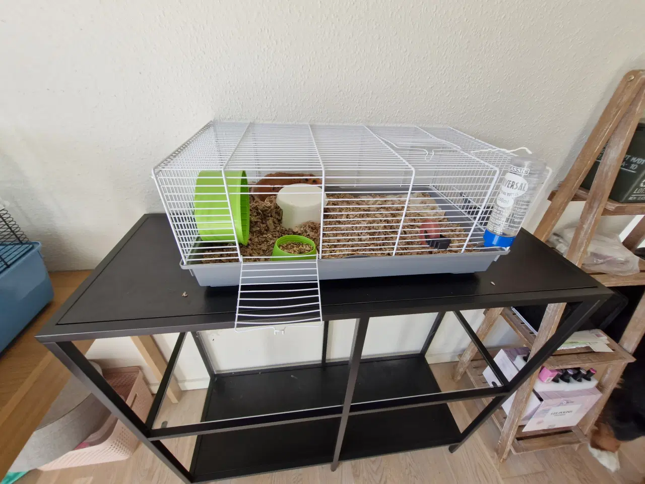 Billede 9 - Guldhamster ca 9 måneder gammel. Han hedder Martin