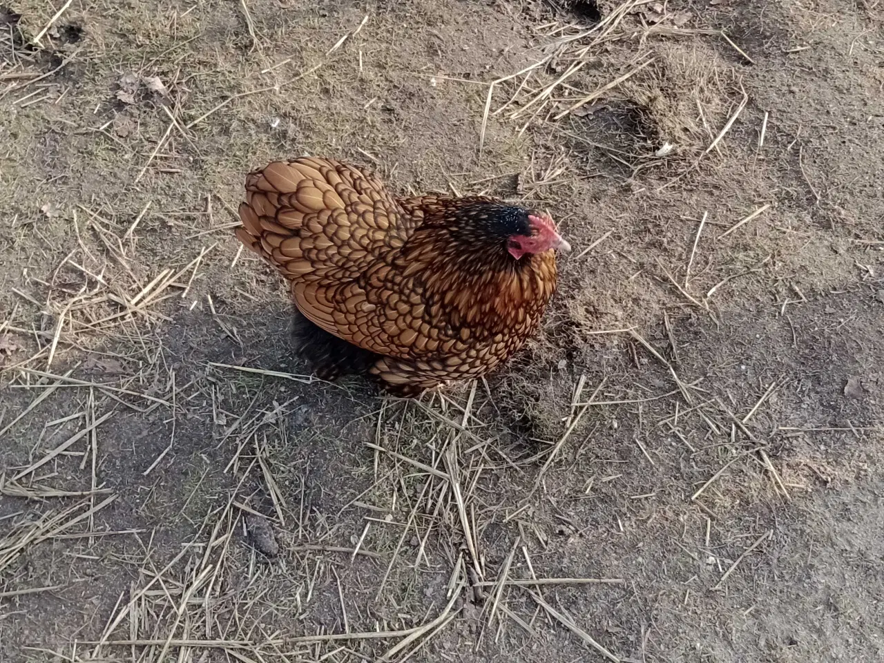 Billede 2 - Dvæg orpington