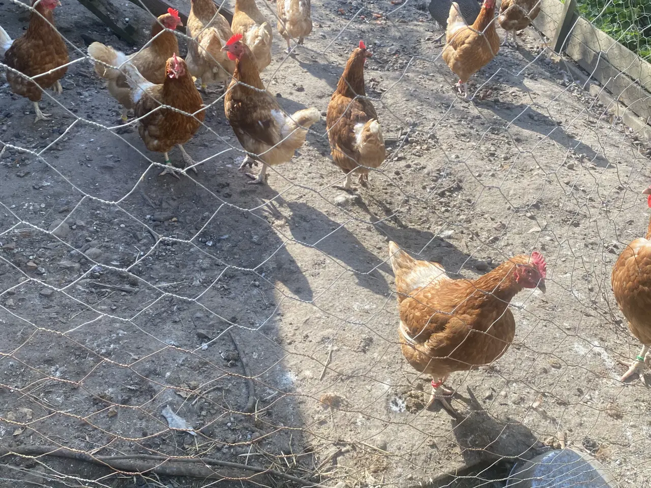 Billede 1 - Isa brown