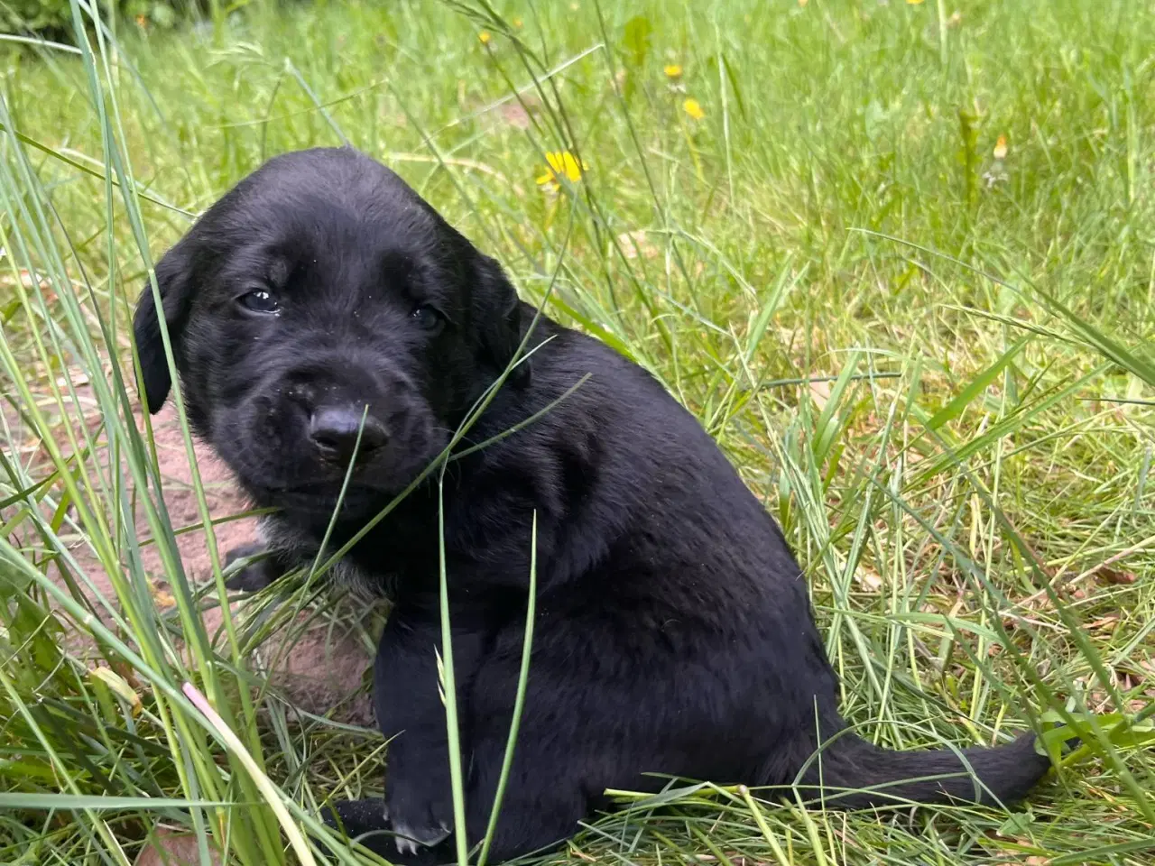 Billede 12 - Hvalpe - Labrador Retriever blanding