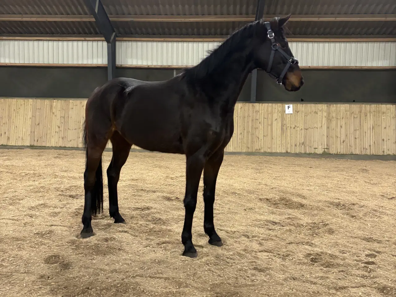 Billede 6 - Lille 4 års DV vallak 