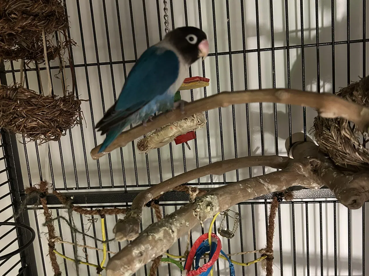 Billede 2 - To dværgpapegøje søger nyt hjem