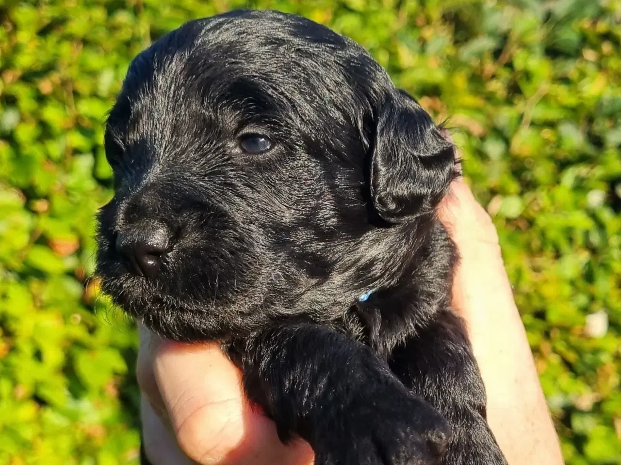 Billede 8 - Golden Doodle F1b hvalpe – klar til nye hjem i okt