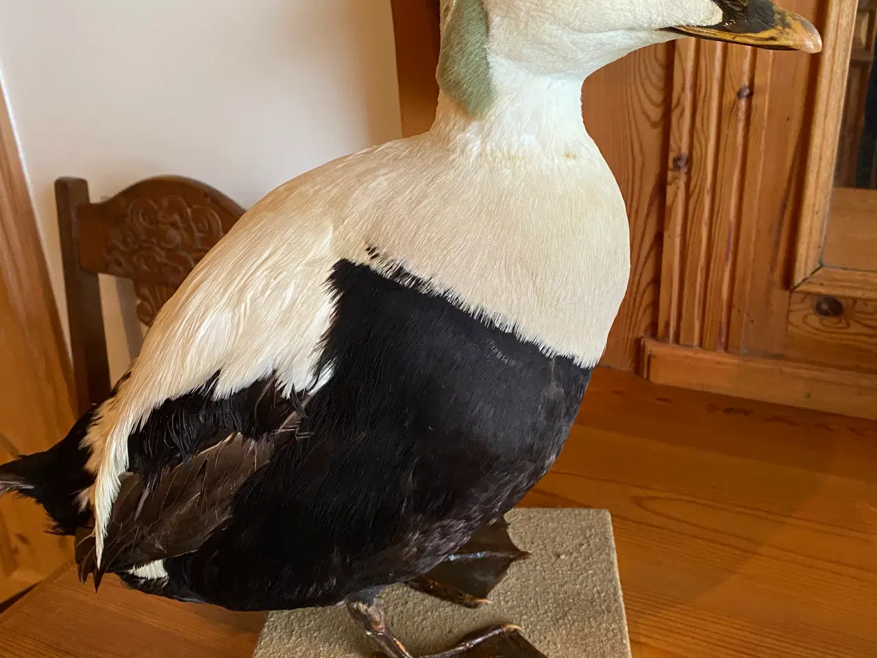 Billede 2 - Udstoppede dyr/fugle