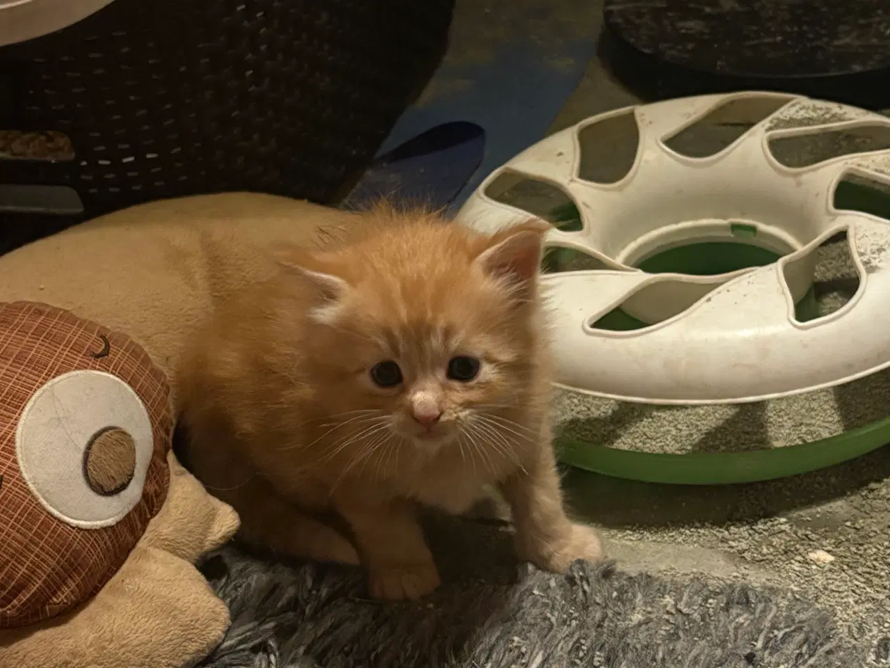 Billede 16 - Dejlige smukke og flotte