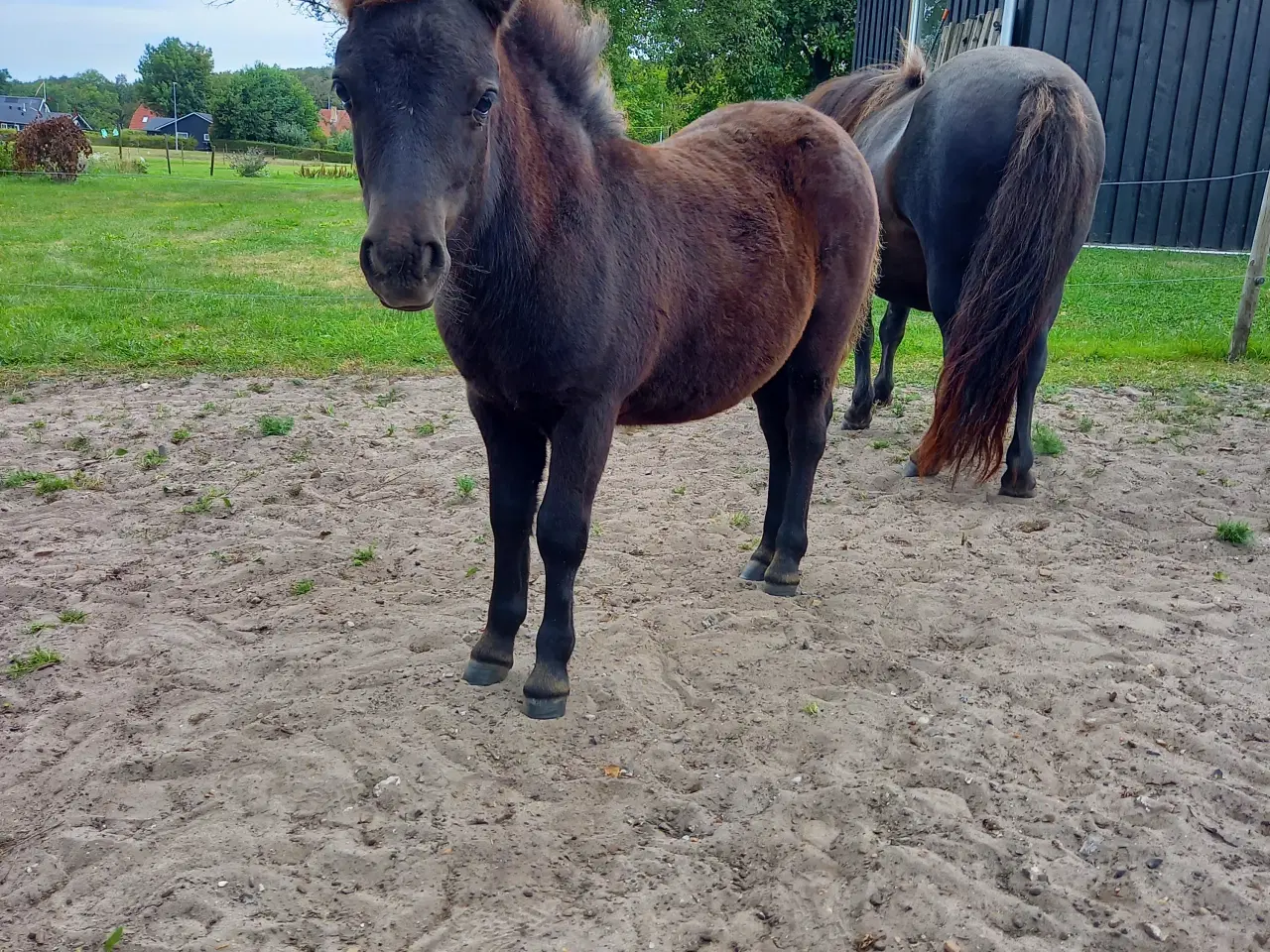 Billede 5 - 2 dejlige shetlænder føl