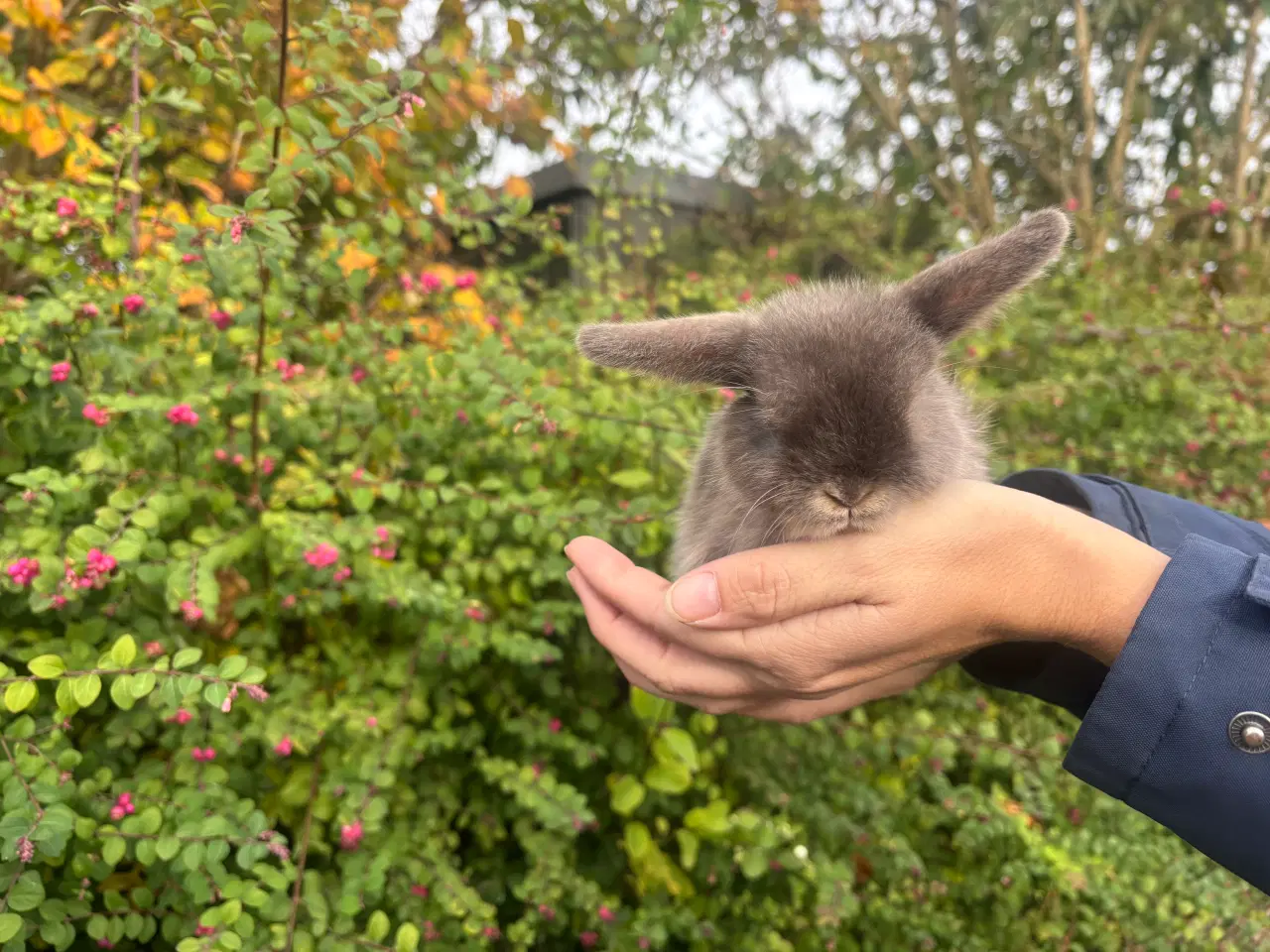 Billede 3 - Minilop kanin