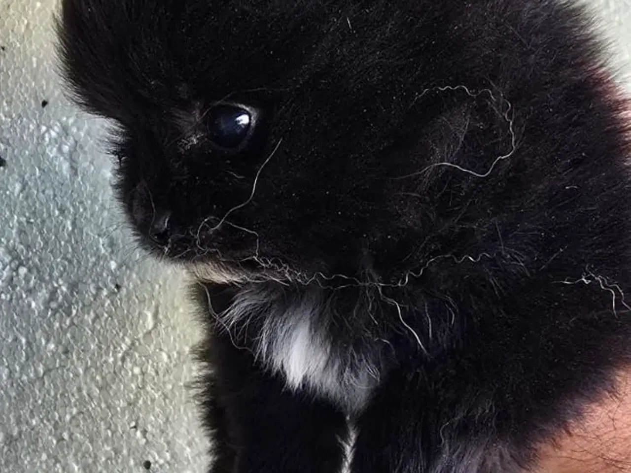 Billede 3 - Pomeranian 