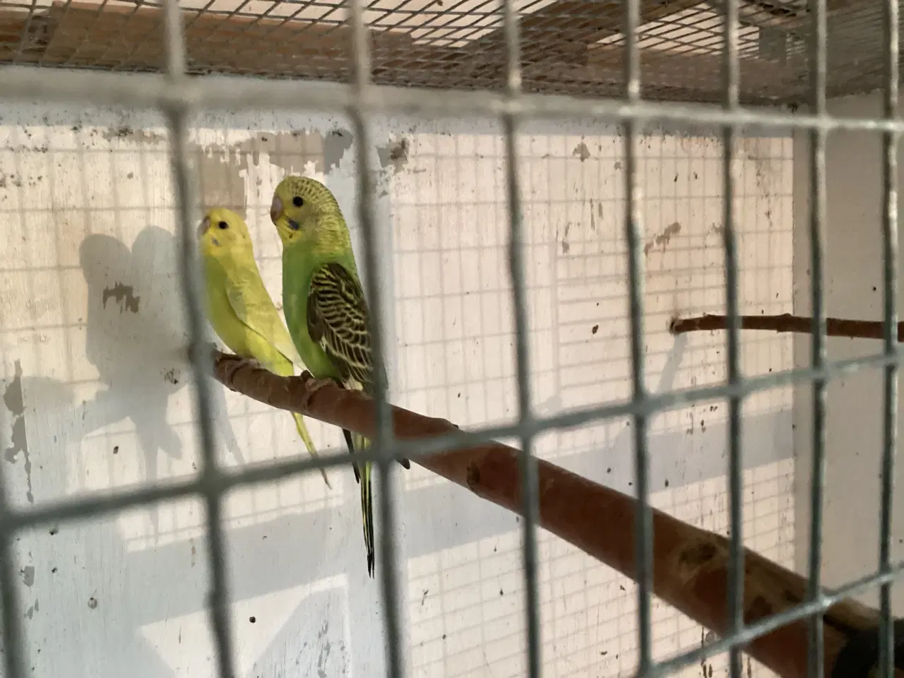 Billede 2 - undulatunger